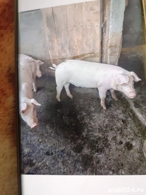 De vinzare  - imagine 4