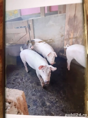 De vinzare  - imagine 5