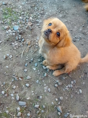 cățelușă pichinez 