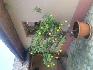 Vând casă Grădiște