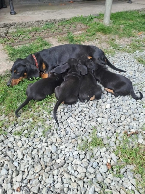 Vând pui tekel talie mică  - imagine 2 Vând pui tekel talie mică  - imagine 2