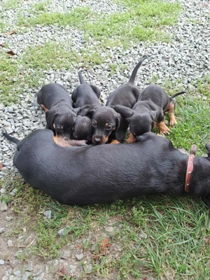 Vând pui tekel talie mică  - imagine 3 Vând pui tekel talie mică  - imagine 3