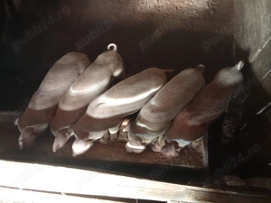 De vânzare mai multe detalii la telefon  - imagine 2