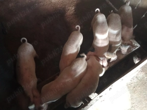 De vânzare mai multe detalii la telefon 