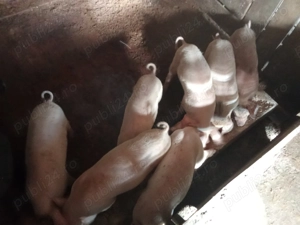 De vânzare mai multe detalii la telefon  - imagine 3