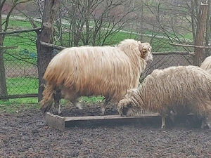 Berbec băl . Talie mare.  - imagine 2