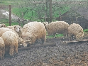 Berbec băl . Talie mare.  - imagine 3