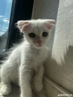 Pisicuți jucăuși   căutăm familii responsabile  - imagine 5