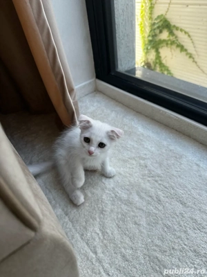 Pisicuți jucăuși   căutăm familii responsabile  - imagine 4