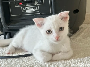 Pisicuți jucăuși   căutăm familii responsabile 