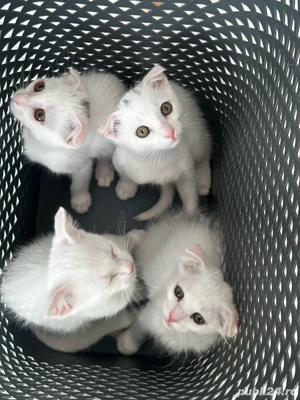 Pisicuți jucăuși   căutăm familii responsabile  - imagine 3