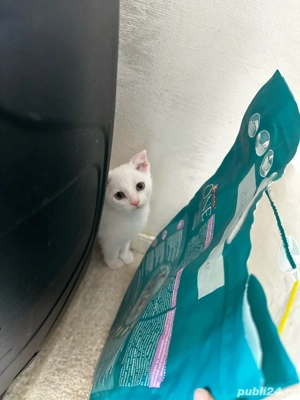 Pisicuți jucăuși   căutăm familii responsabile  - imagine 2