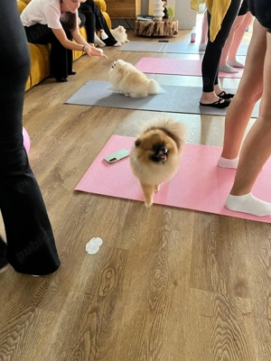 Pomeranian mascul cu pedigree