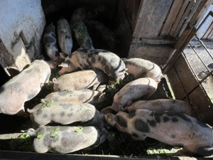 Grăsuni de vânzare 500-700 lei 