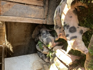 Grăsuni de vânzare 500-700 lei  - imagine 2