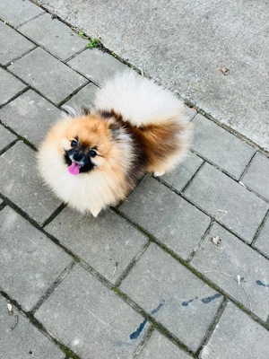 Pomeranian mascul cu pedigree - imagine 2