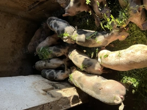 Grăsuni de vânzare 500-700 lei  - imagine 3