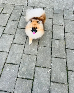 Pomeranian mascul cu pedigree - imagine 3