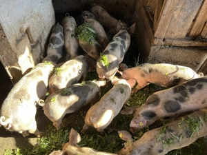 Grăsuni de vânzare 500-700 lei  - imagine 4