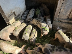 Grăsuni de vânzare 500-700 lei  - imagine 5