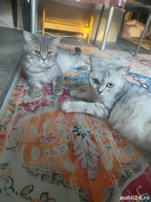 Fetite british chinchila  - imagine 5