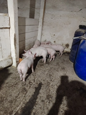 Vând purcei de 7 saptamani