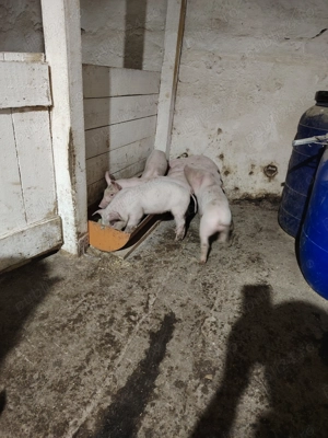 Vând purcei de 7 saptamani - imagine 3 Vând purcei de 7 saptamani - imagine 3