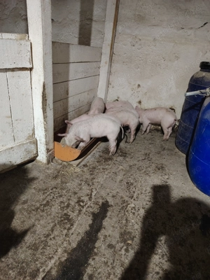 Vând purcei de 7 saptamani - imagine 2 Vând purcei de 7 saptamani - imagine 2