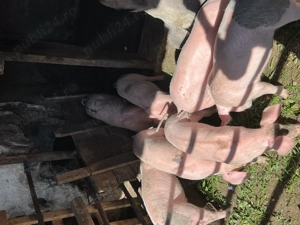 Purcei de vanzare de 8 săptamani - imagine 2 Purcei de vanzare de 8 săptamani - imagine 2