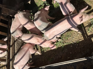 Purcei de vanzare de 8 săptamani - imagine 3 Purcei de vanzare de 8 săptamani - imagine 3