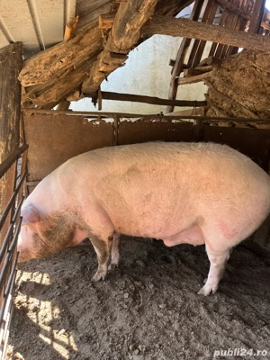 Porc de vanzare 