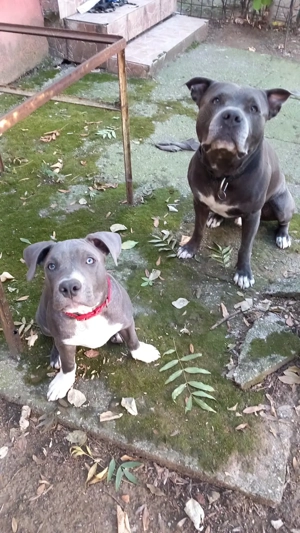 Amstaff blue pui - imagine 2