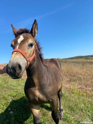 vand manz de 4 5 luni negru  - imagine 4