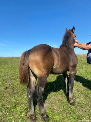 vand manz de 4 5 luni negru  - imagine 5