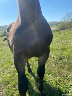 vand manz de 4 5 luni negru  - imagine 2