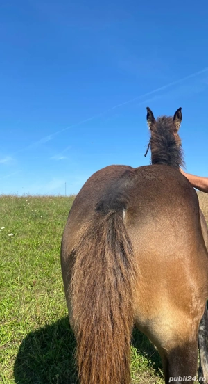 vand manz de 4 5 luni negru  - imagine 3