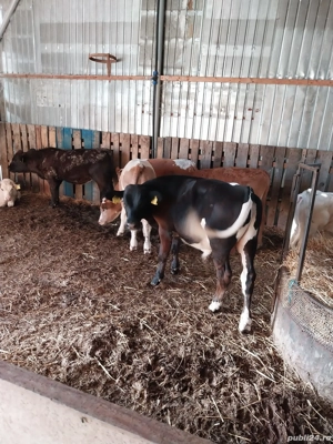 vand vitei 3-4 luni - imagine 4