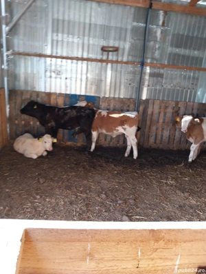 vand vitei 3-4 luni - imagine 2