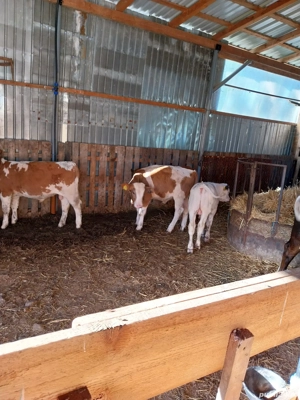 vand vitei 3-4 luni - imagine 3