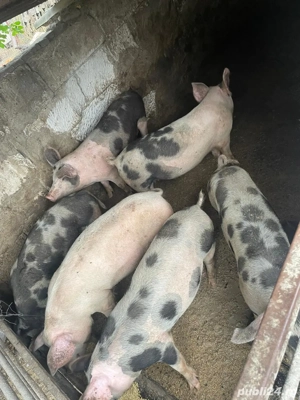 vand peisaj la 40-45kg