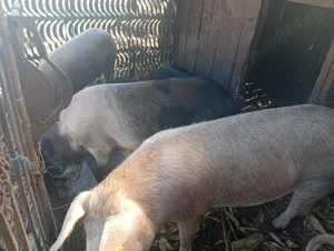 Porcii de carne 90-120kg