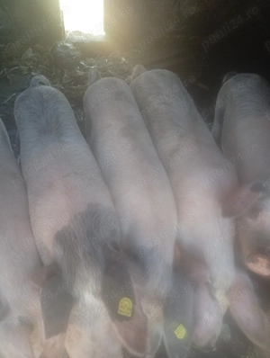 Porcii de carne 60-70 kg 