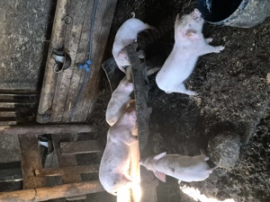 Vând purcei de 10 săptămâni 