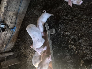 Vând purcei de 11 săptămâni  - imagine 3