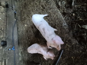 Vând purcei de 11 săptămâni 