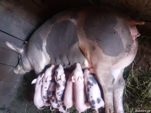 Vând Scroafă cu 9 purcei.