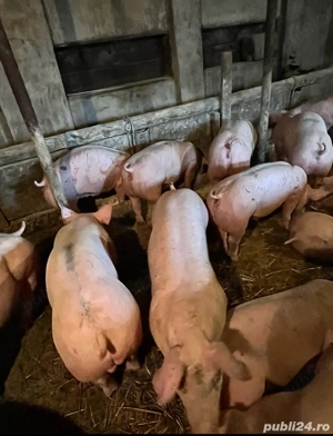 Vand porci de carne!! - imagine 2