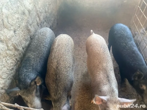 Porci si purcei de vanzare