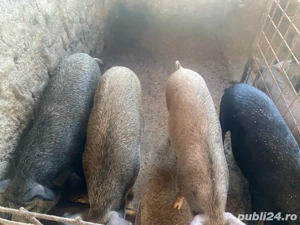 Porci si purcei de vanzare - imagine 2 Porci si purcei de vanzare - imagine 2