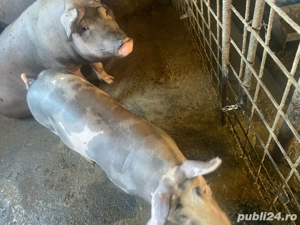Porci si purcei de vanzare - imagine 3 Porci si purcei de vanzare - imagine 3